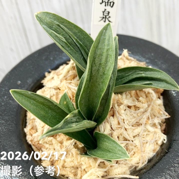 現品お届け】豊明園 万年青 オモト 瑞泉（ずいせん）陶器鉢（O58