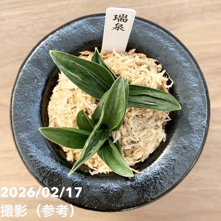 現品お届け】豊明園 万年青 オモト 瑞泉（ずいせん）陶器鉢（O58