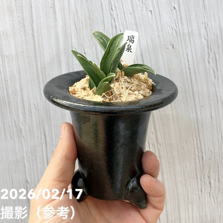 現品お届け】豊明園 万年青 オモト 瑞泉（ずいせん）陶器鉢（O58