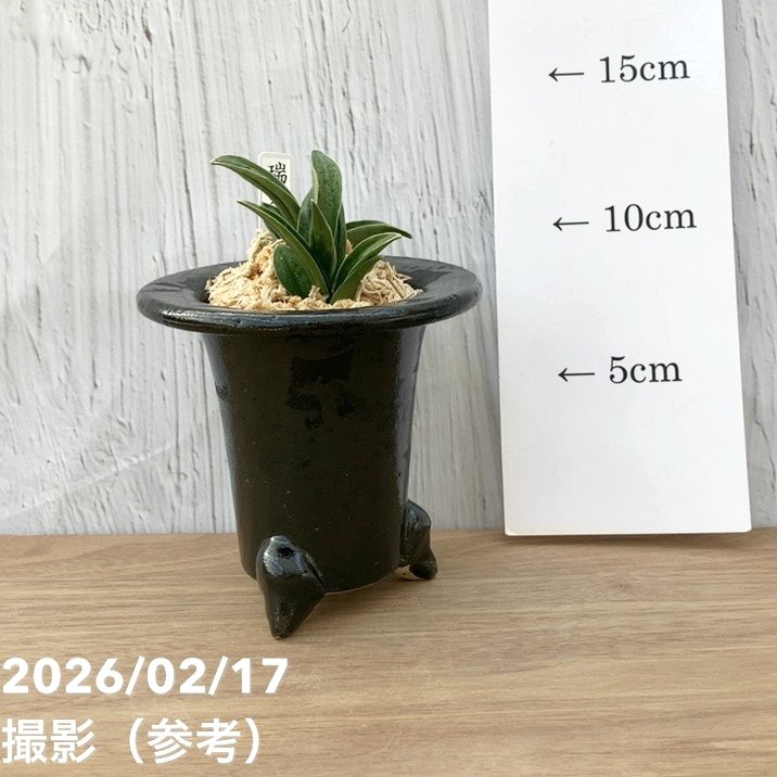 現品お届け】豊明園 万年青 オモト 瑞泉（ずいせん）陶器鉢（O58