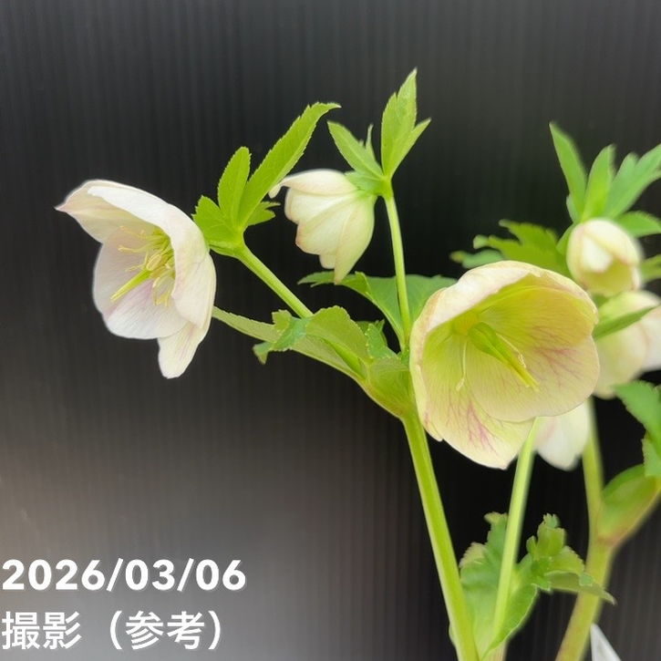 一点物】大和園 クリスマスローズ 4.5号（YA2）｜山野04-PA | 草花