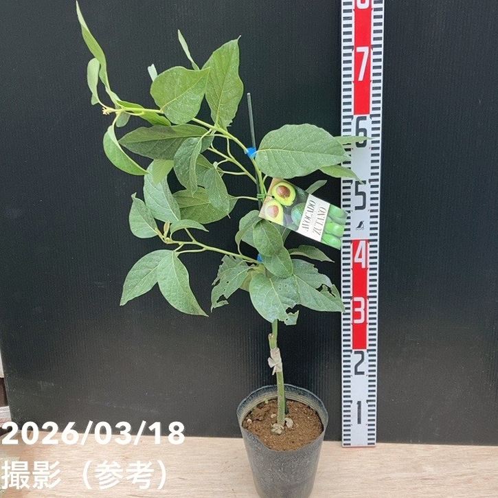 アボカド ズタノ 5号｜果樹04-PA | 果樹 | 赤塚植物園オンライン 花の