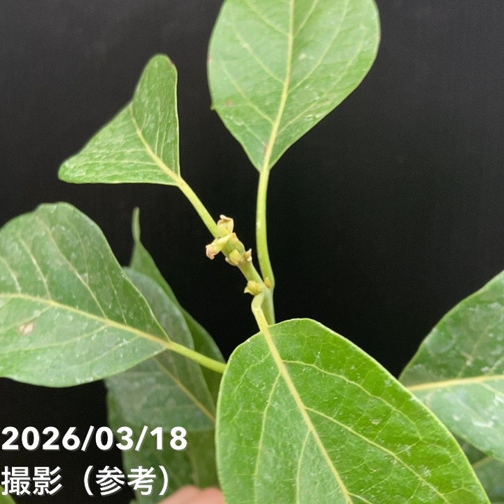 アボカド ズタノ 5号｜果樹04-PA | 果樹 | 赤塚植物園オンライン 花の