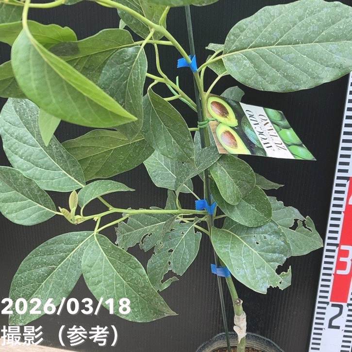 アボカド ズタノ 5号｜果樹04-PA | 果樹 | 赤塚植物園オンライン 花の