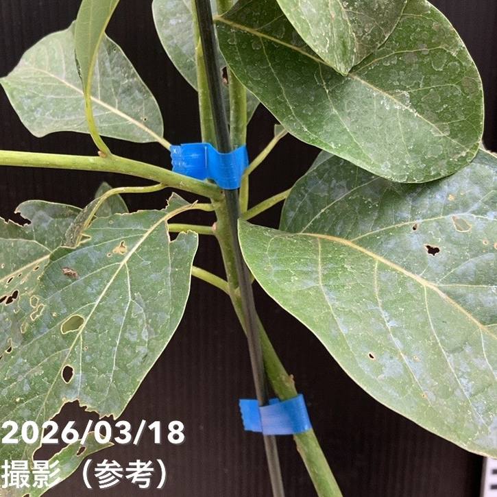アボカド ズタノ 5号｜果樹04-PA | 果樹 | 赤塚植物園オンライン 花の