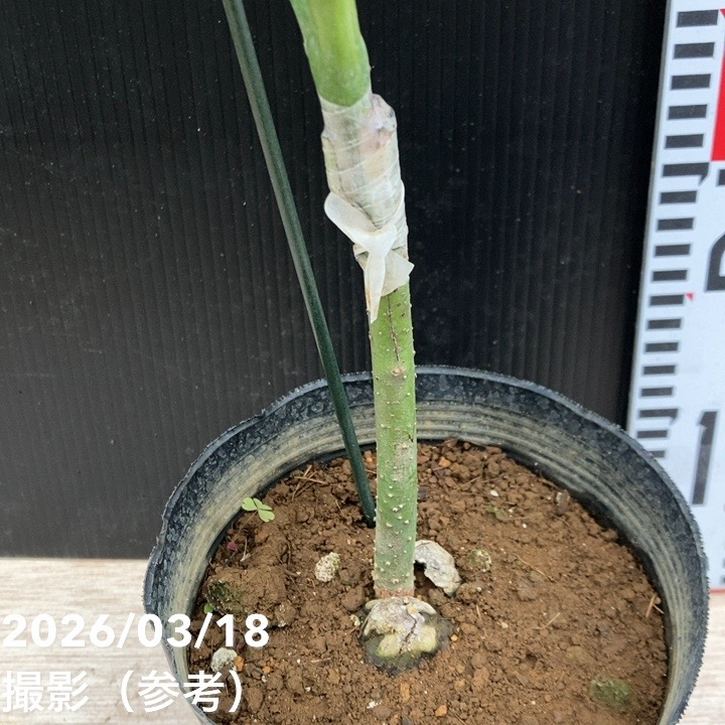 アボカド ズタノ 5号｜果樹04-PA | 果樹 | 赤塚植物園オンライン 花の