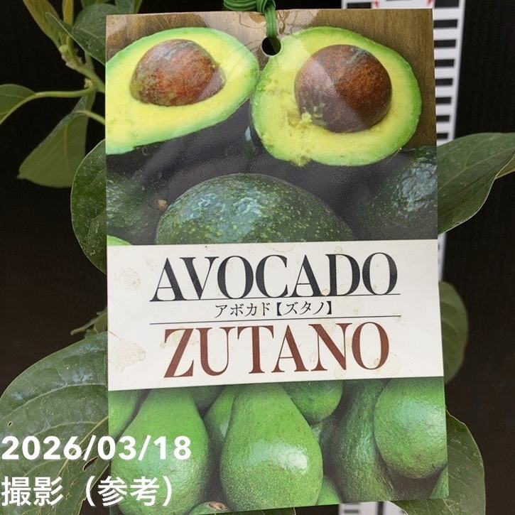 アボカド ズタノ 5号｜果樹04-PA | 果樹 | 赤塚植物園オンライン 花の