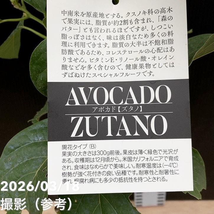 アボカド ズタノ 5号｜果樹04-PA | 果樹 | 赤塚植物園オンライン 花の