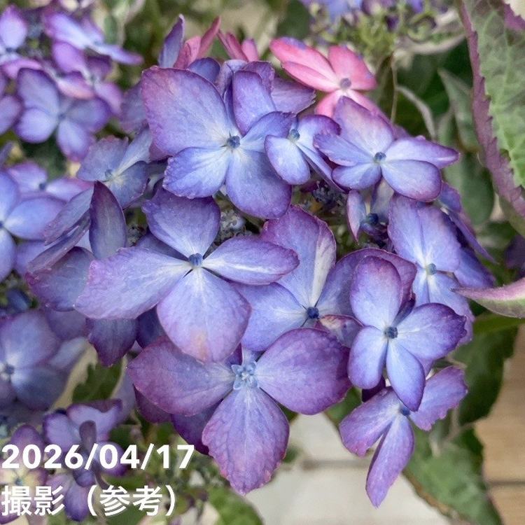 紫陽花様★専用商品★製作中 斑入りヤマアジサイ 陽炎 かげろう 5号｜鉢花04-PA | 花木・庭木