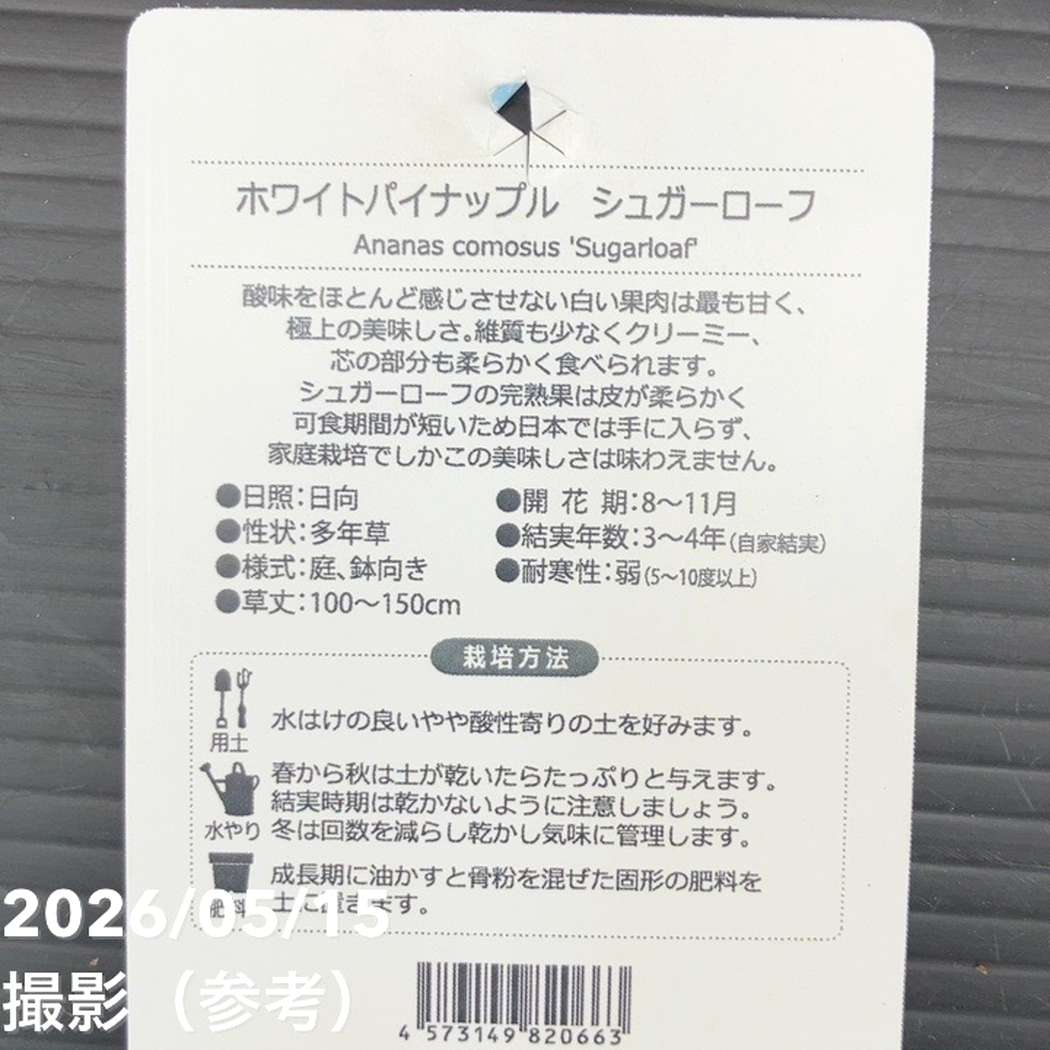 ホワイトパイナップル シュガーローフ 4号|果樹10-TU