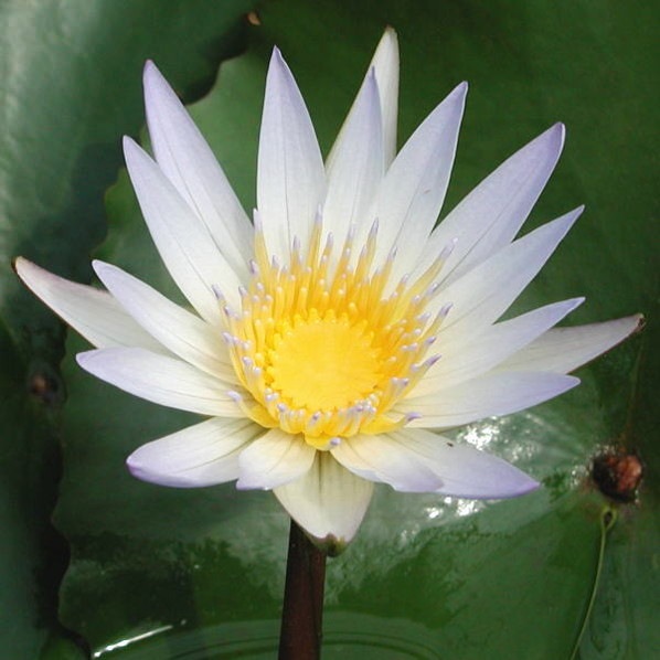 熱帯スイレン 4号 ドウベン｜草花01-D1 | 草花,熱帯スイレン・温帯