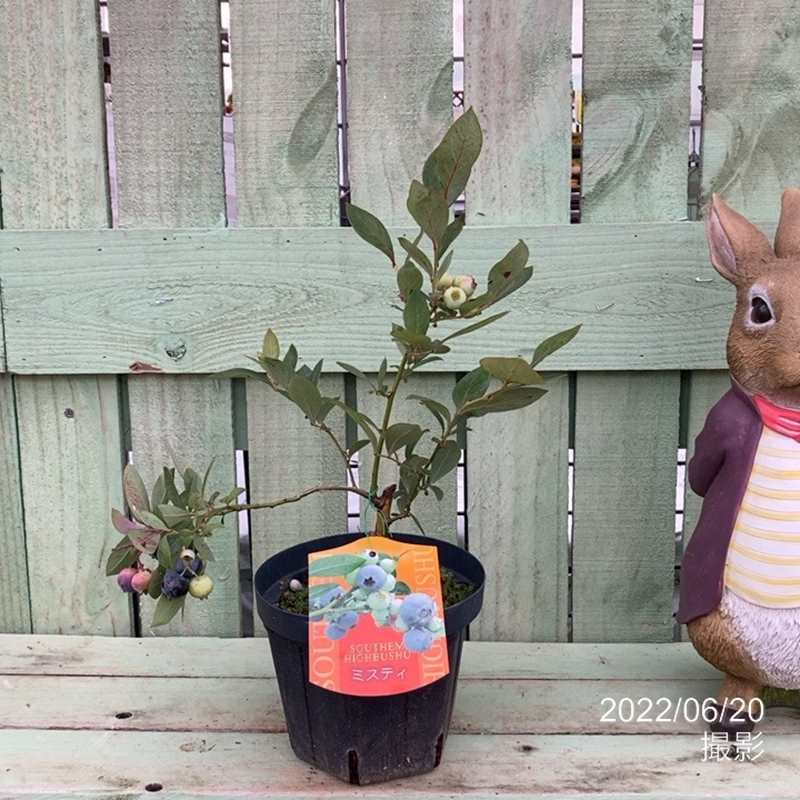 円高還元 果樹の苗 ブルーベリー サザンハイブッシュ系人気種5号3種セット オニール ケープフェアー ミスティー Rmladv Com Br