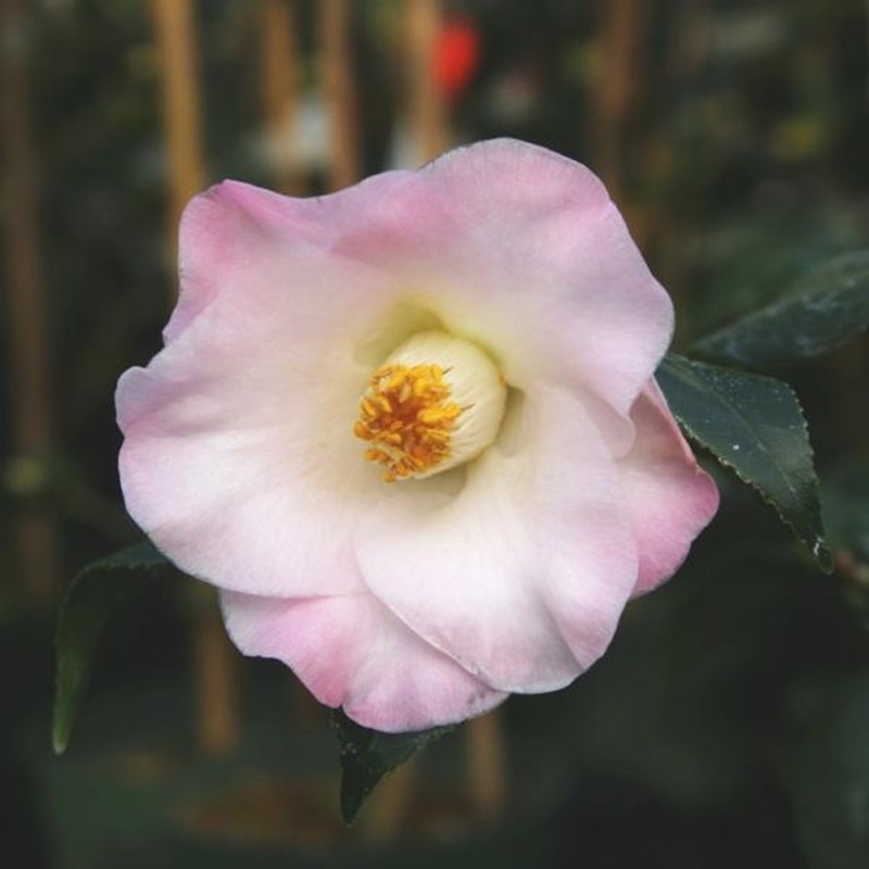 椿 ツバキ 4号 秀蘭［こだわりの前田ナーセリー苗］｜花木04-PA | 花木