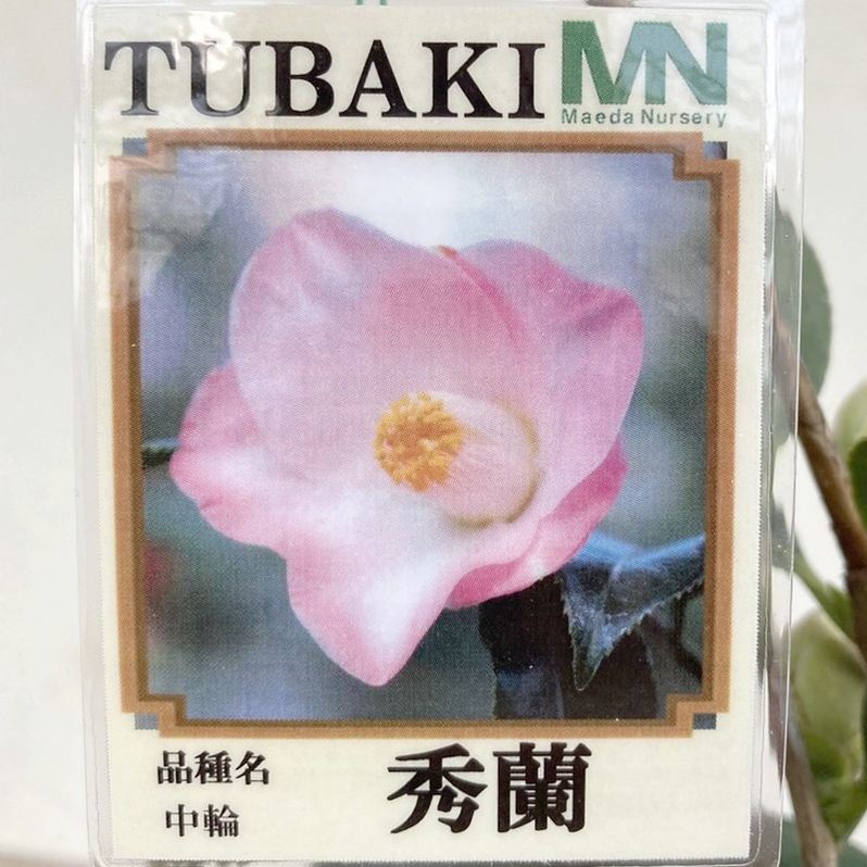 椿 園芸ネット本店｜椿（ツバキ）：ブラッシュプリティー4号ポット の通販