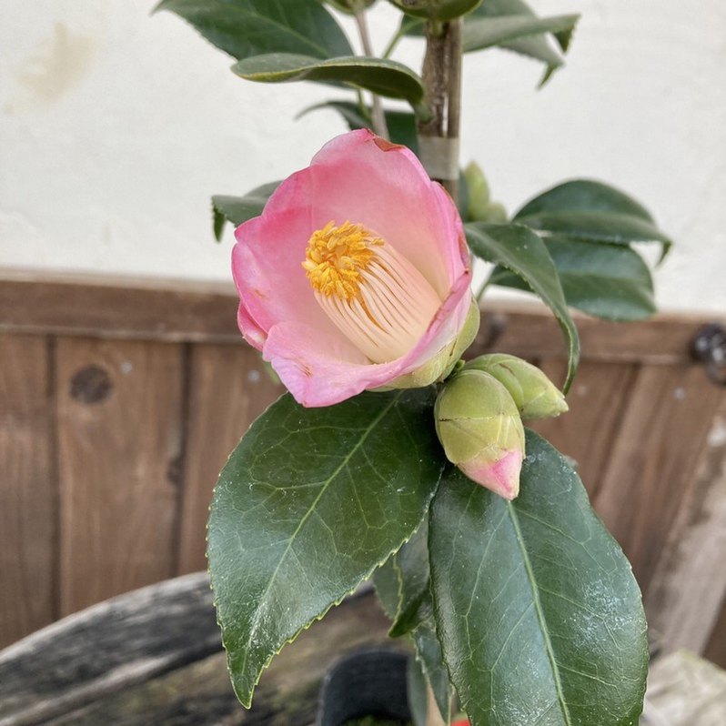 椿 ツバキ 4号 秀蘭［こだわりの前田ナーセリー苗］｜花木04-PA | 花木