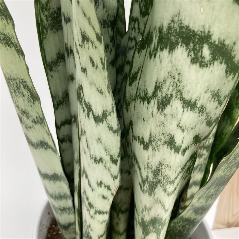 白斑入り　サンセベリア　Chaiyo サンスベリア　Sansevieria 期間限定10％OFF！】サンスベリア 7号 ゼラニカ 白陶器鉢仕様｜観葉02