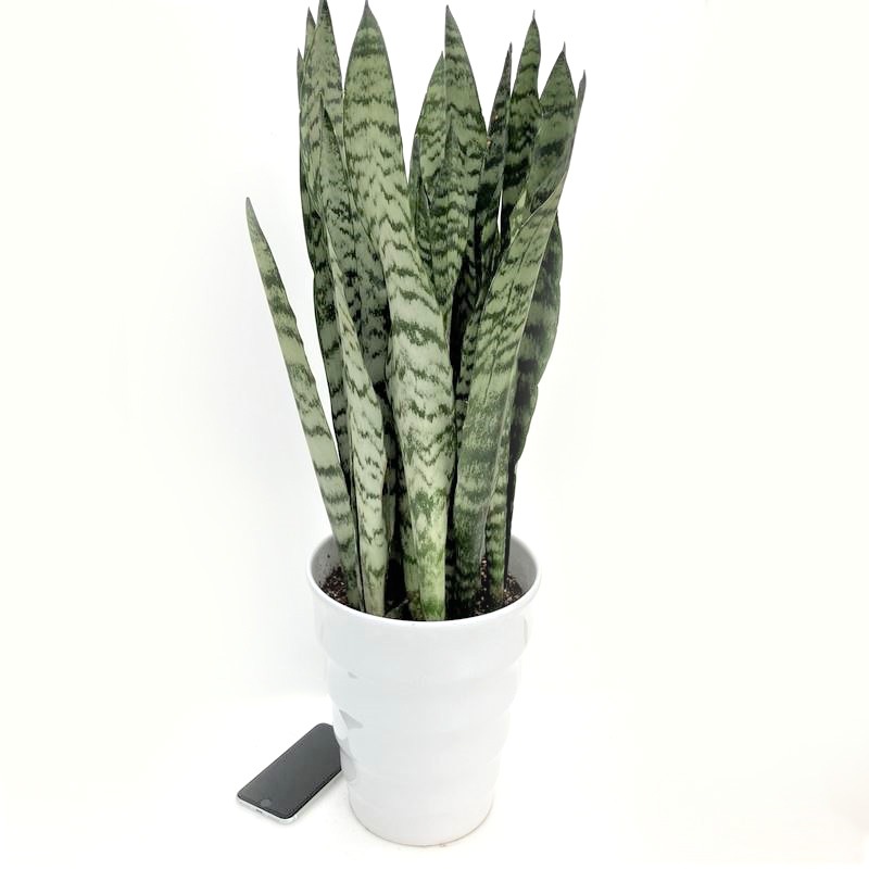 期間限定10％OFF！】サンスベリア 7号 ゼラニカ 白陶器鉢仕様｜観葉02