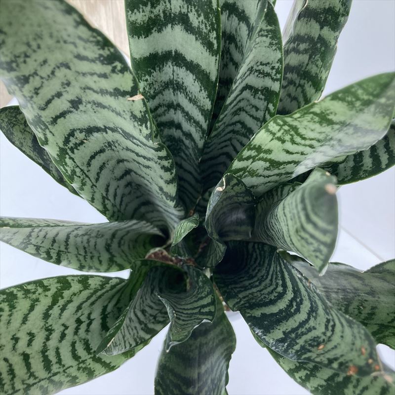 サンスベリア 7号 ゼラニカ 白陶器鉢仕様｜観葉02-D2 | 観葉・多肉