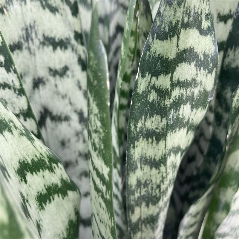 期間限定10％OFF！】サンスベリア 7号 ゼラニカ 白陶器鉢仕様｜観葉02