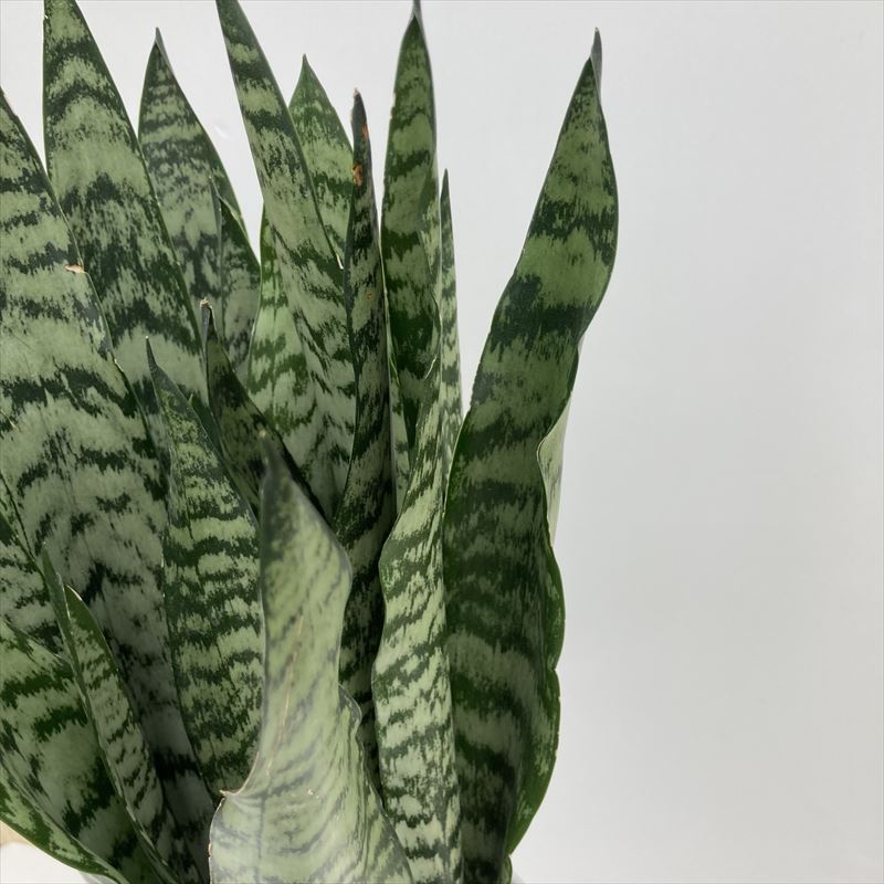 サンスベリア 7号 ゼラニカ 白陶器鉢仕様｜観葉02-D2 | 観葉・多肉