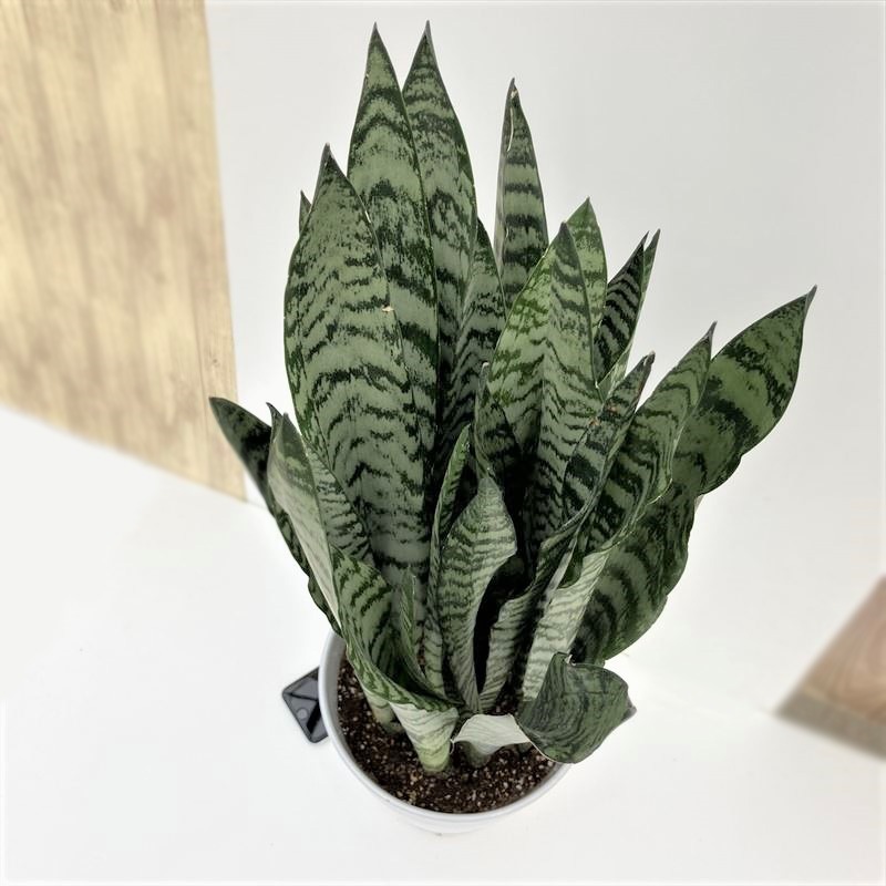 サンスベリア 7号 ゼラニカ 白陶器鉢仕様｜観葉02-D2 | 観葉・多肉