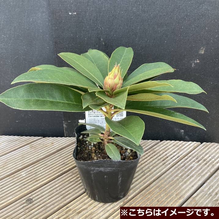 つぼみ付き＞シャクナゲ スーパーローディー 3.5号 桃色吐息