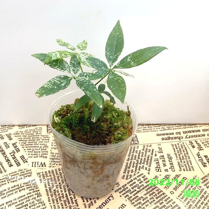 斑入りパキラ 2 5号 Pa 04観葉 観葉 多肉 赤塚植物園オンライン 花の音