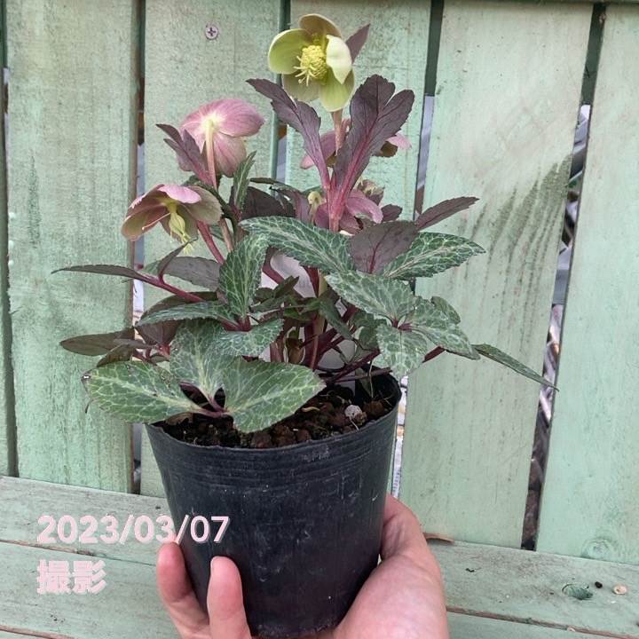 クリスマスローズ リビダス 4号ポット｜山野04-PA | 草花,クリスマス