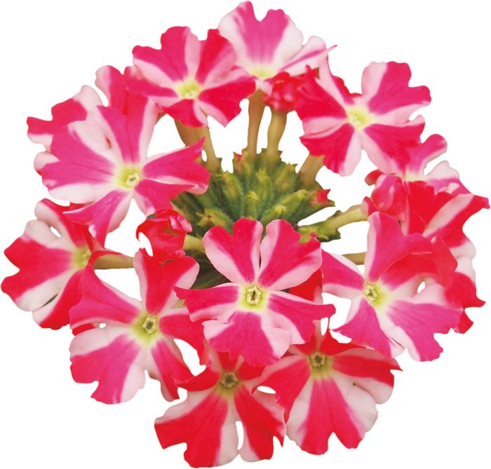 PW スーパーベナ コーラルトゥインクル 3.5号×3株セット PVP｜草花04