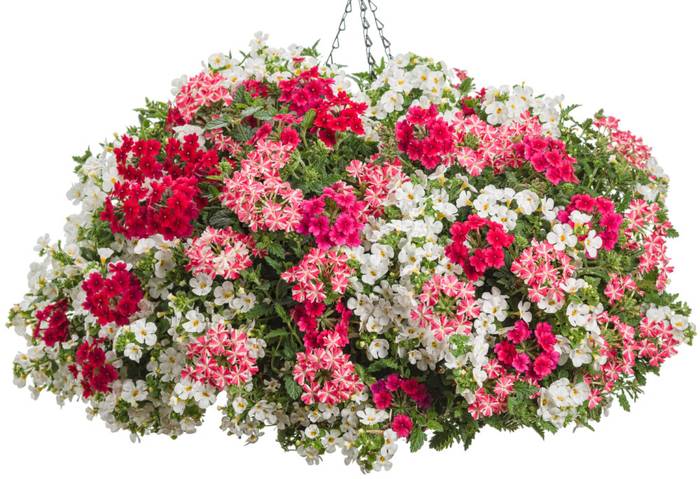 PW スーパーベナ コーラルトゥインクル 3.5号×3株セット PVP｜草花04