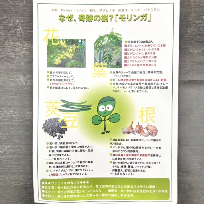 奇跡の木モリンガの種　500粒　遺伝子組換えをしていない安心のフィリピン産 奇跡の木モリンガの種 500粒 遺伝子組換えをしていない安心