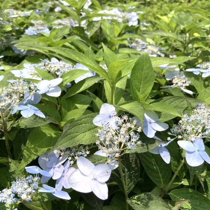 ヤマアジサイ 4号 奏音 カナト（11）｜花木01-D1 | 赤塚植物園自社農場