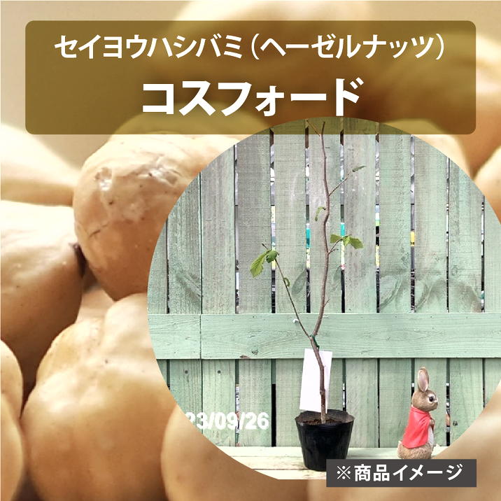 ヘーゼルナッツ各種