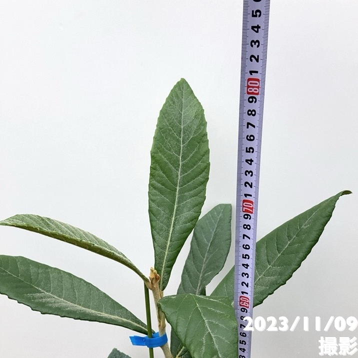 大実ビワ クィーン長崎 5号｜果樹04-PA | 果樹 | 赤塚植物園オンライン