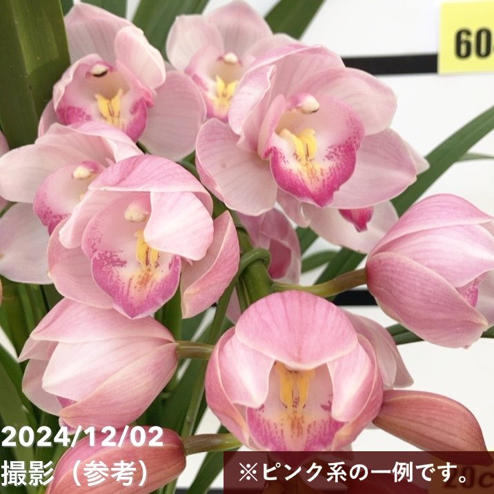 シンビジューム ピンク系 6号 4本立｜洋蘭04-PA | ギフト,胡蝶蘭・洋