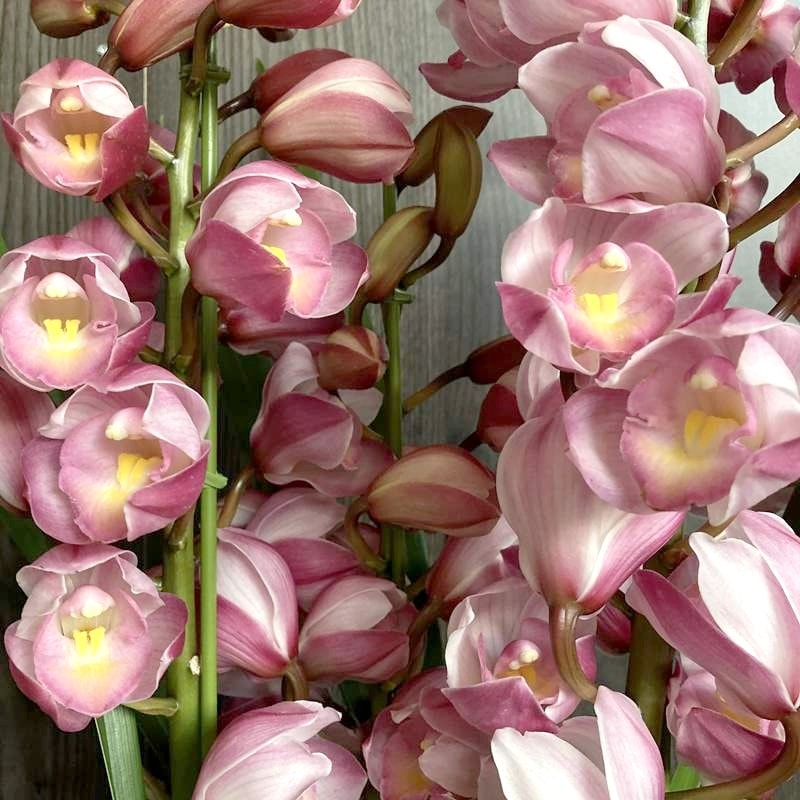 シンビジューム ピンク系 6号 4本立 ギフト仕様｜洋蘭04-PA | ギフト