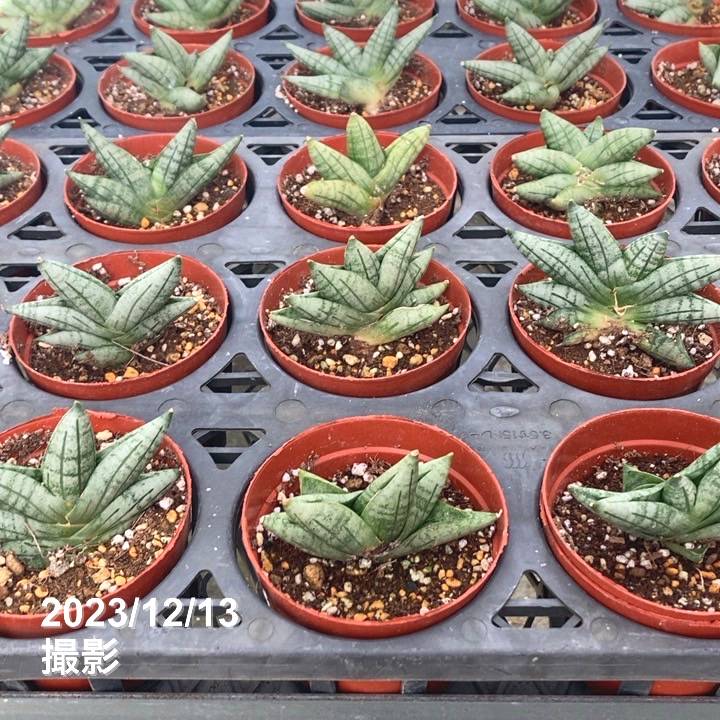 サンスベリア 3号 ボンセレンシス スーパードワーフ（大株）茶プラ鉢
