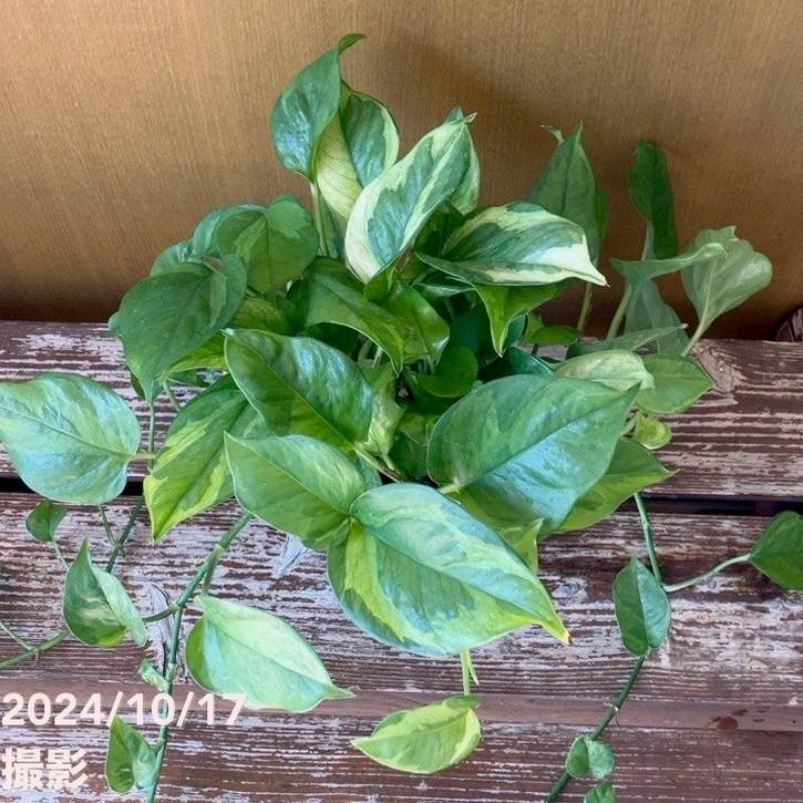 ポトス エメラルド 5号 底面給水鉢 PVP｜観葉04-PA | 観葉・多肉