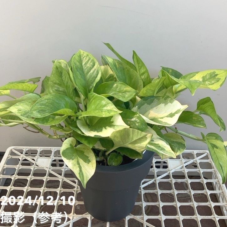 ポトス エメラルド 5号 底面給水鉢 PVP｜観葉04-PA | 観葉・多肉