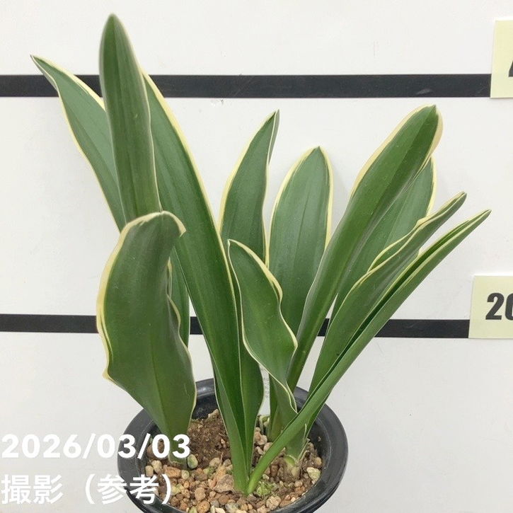 万年青（オモト）5.5号 有田のおもと 都城｜観葉10-TU | 観葉・多肉