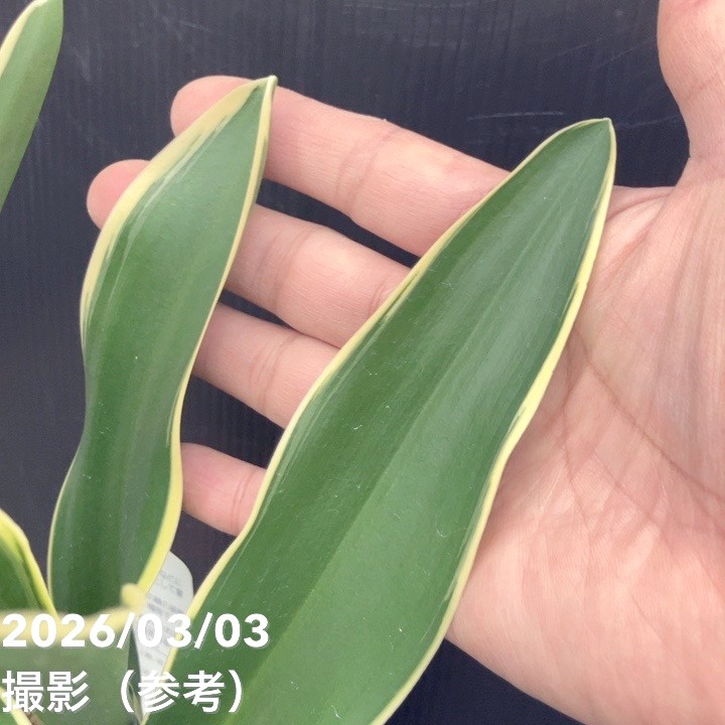 万年青（オモト）5.5号 有田のおもと 都城｜観葉10-TU | 観葉・多肉