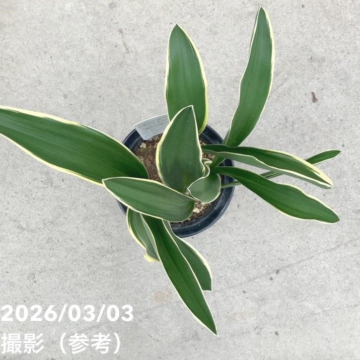 万年青（オモト）5.5号 有田のおもと 都城｜観葉10-TU | 観葉・多肉