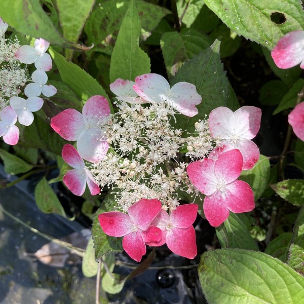 限定2鉢】＜大株＞ヤマアジサイ 7号 紅 クレナイ｜草花03-D3 | 赤塚