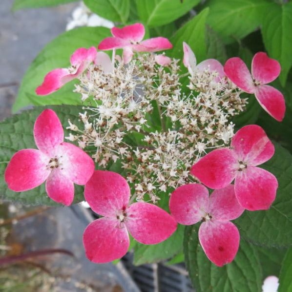 限定2鉢】＜大株＞ヤマアジサイ 7号 紅 クレナイ｜草花03-D3 | 赤塚