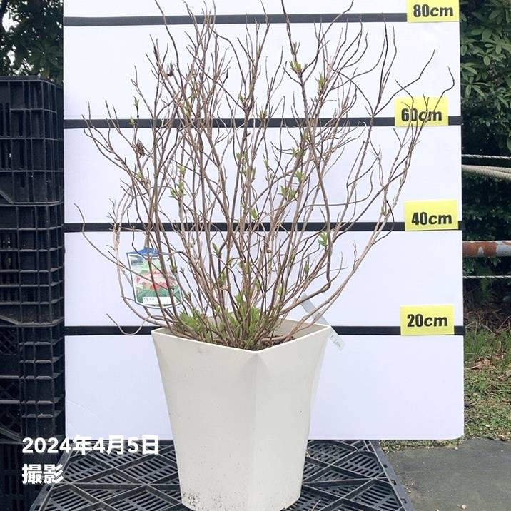 限定2鉢】＜大株＞ヤマアジサイ 7号 紅 クレナイ｜草花03-D3 | 赤塚