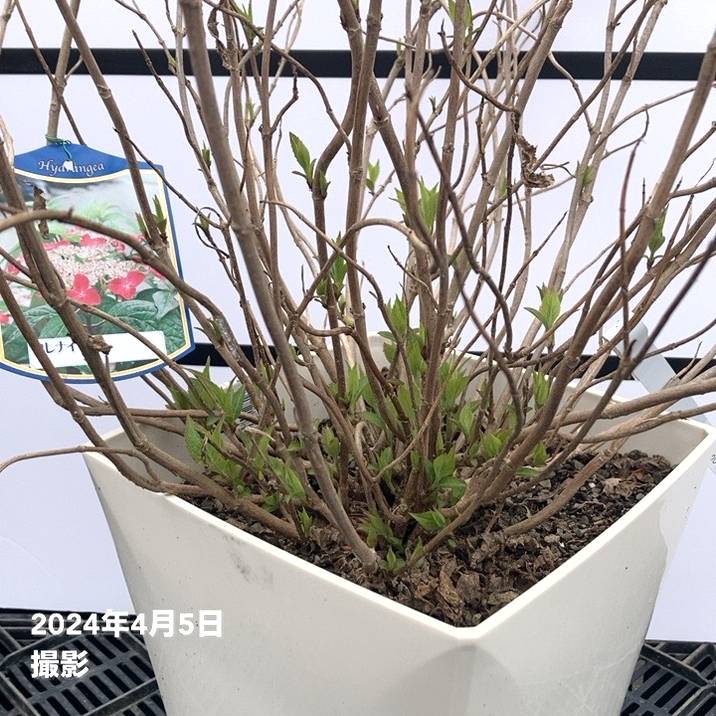 限定2鉢】＜大株＞ヤマアジサイ 7号 紅 クレナイ｜草花03-D3 | 赤塚