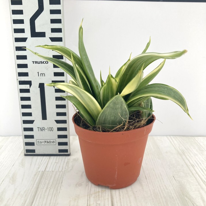 サンスベリア 3.5号 グレイハニー 生産鉢仕様｜観葉02-D2 | 観葉・多肉