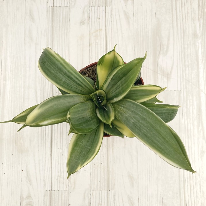 サンスベリア 3.5号 グレイハニー 生産鉢仕様｜観葉02-D2 | 観葉・多肉