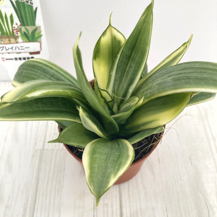 サンスベリア 3.5号 グレイハニー 生産鉢仕様｜観葉02-D2 | 観葉・多肉