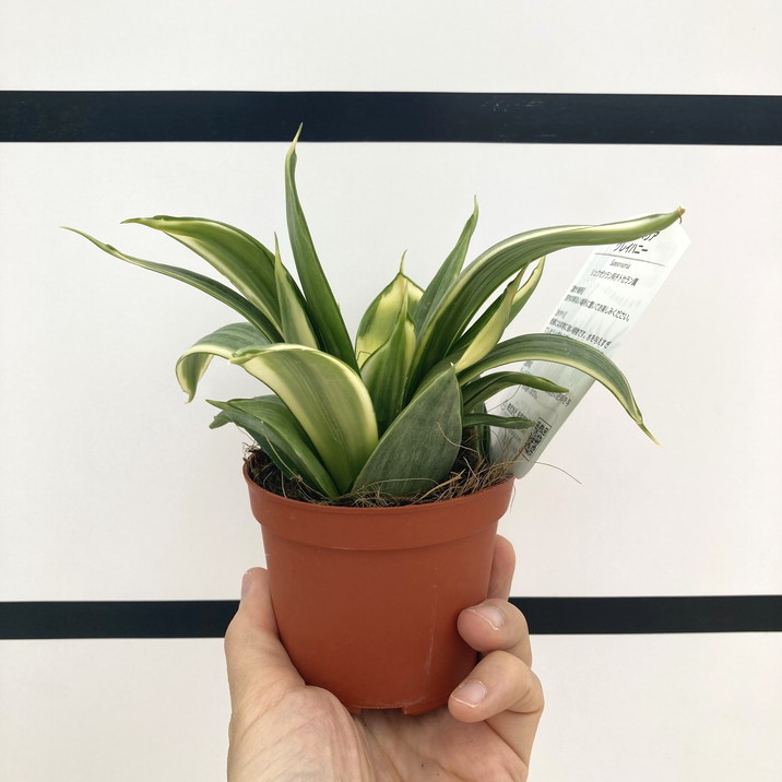 葉子 サンスベリア 3.5号 グレイハニー 生産鉢仕様｜観葉02-D2 | 観葉・多肉